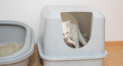 котка използва тоалетна