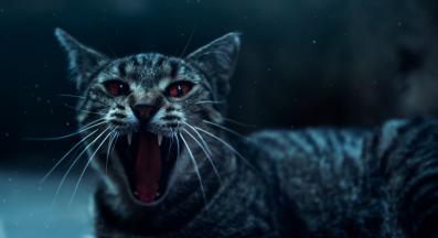 черна котка