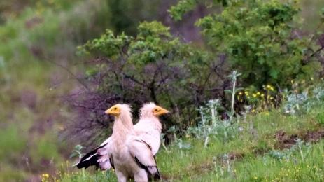 египетски лешояд