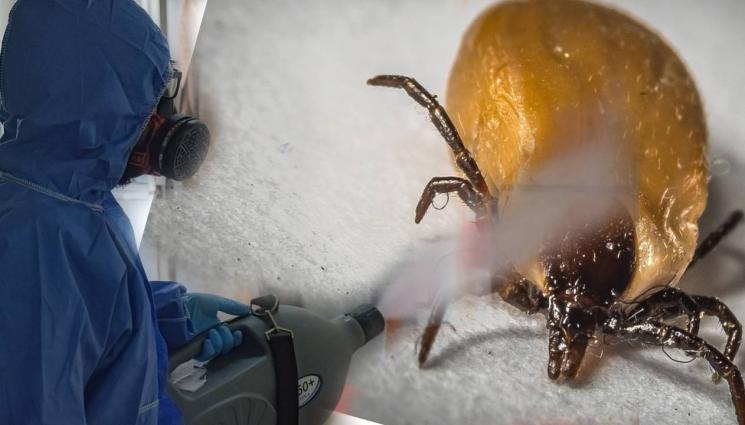 кърлеж - ВЪОРЪЖЕНИ С ПРЪСКАЧКИ: Варна на война с кърлежите!