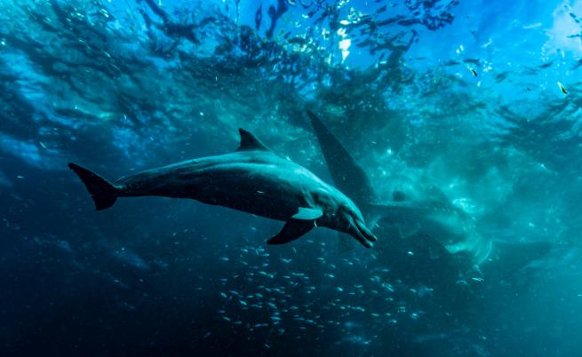Откриха череп на гигантски делфин на 16 милиона години (СНИМКИ)