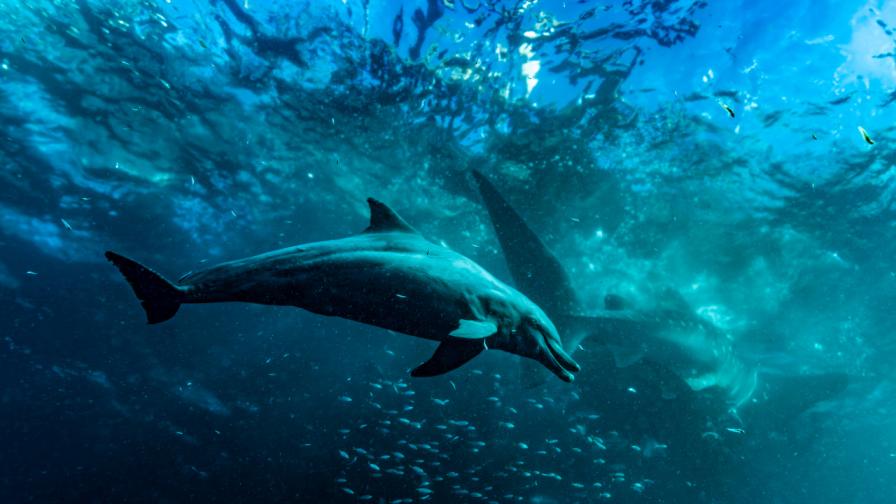 Откриха череп на гигантски делфин на 16 милиона години (СНИМКИ)
