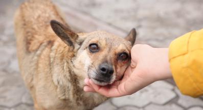 бездомно куче