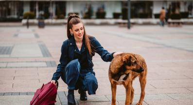 бездомно куче