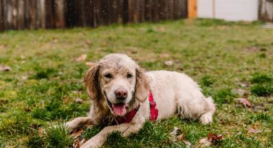 куче мръсно