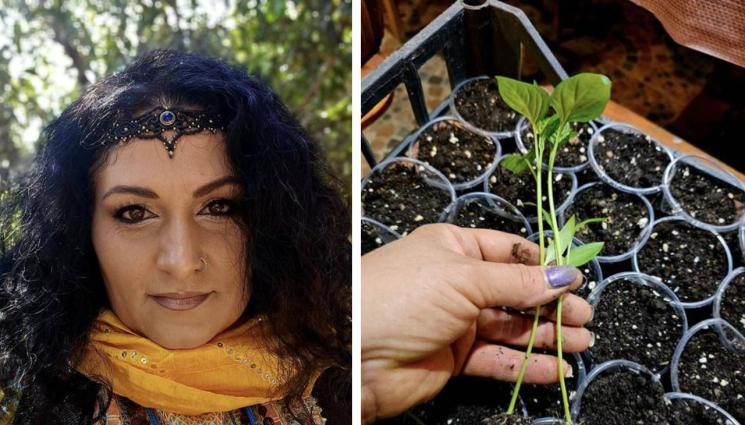 Девина Деси Владовска - Агро Телеграф: Компостен чай с брашно и мармалад за здрав разсад