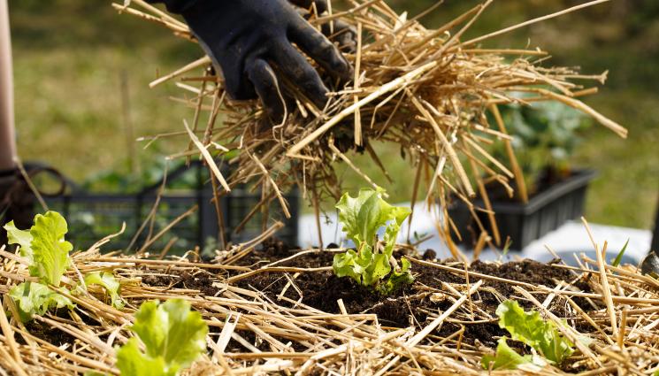 мулч от слама - Агро Телеграф: Мулч от слама върши чудеса срещу слани