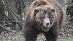 Пролетта дойде и кафявата мечка гризли Рони в Софийския зоопарк