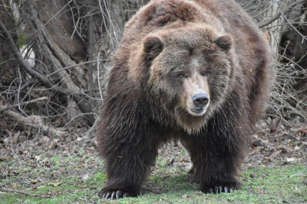 Пролетта дойде и кафявата мечка гризли Рони в Софийския зоопарк