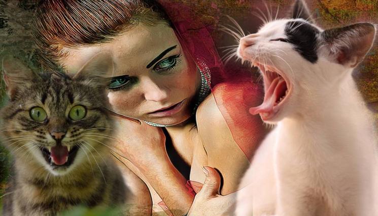 котки - И У НАС МОЖЕЛО: Котки вероломно нападнаха жена, осъдиха общината!