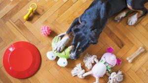 Кучетата могат да различат своята топка от плюшената си играчка