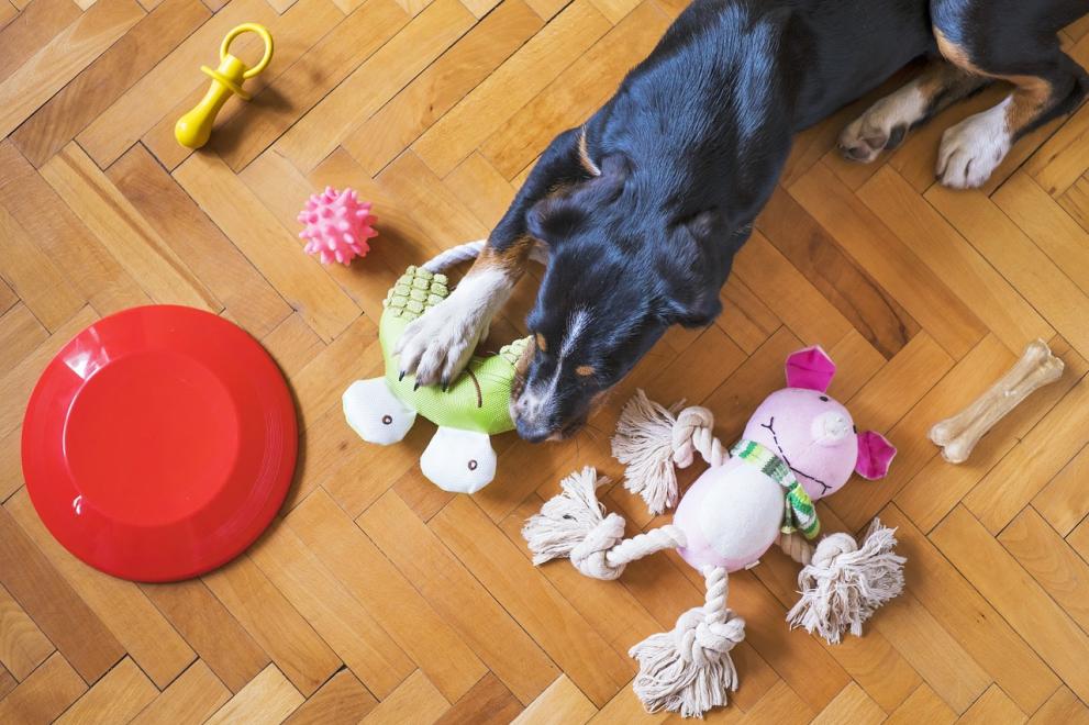 Кучетата могат да различат своята топка от плюшената си играчка,