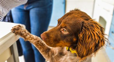 куче проси храна