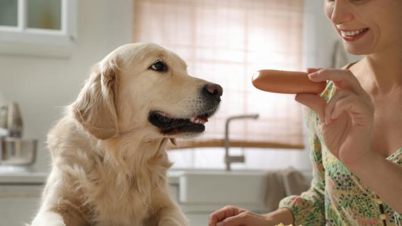 Основните разлики при храненето на големи и малки кучета