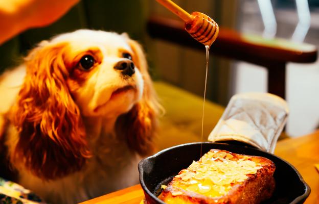 куче проси храна