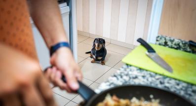 куче проси храна