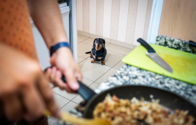 куче проси храна