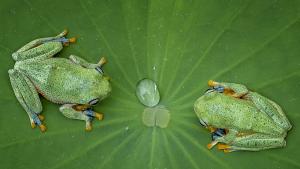 Китайски учени установиха че намигането при женски жаби се използва