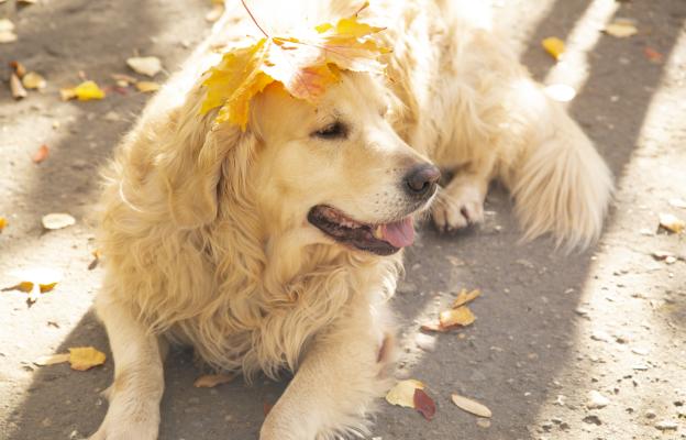 Голдън ретривър