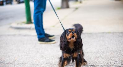 куче лае улица