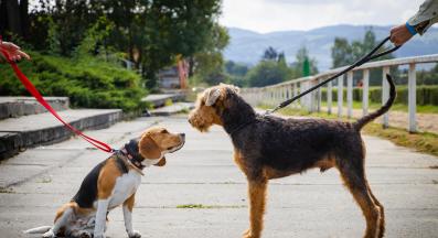 куче лае улица