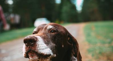 куче лае улица