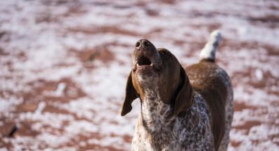 куче лае улица