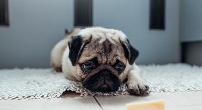 куче сирене