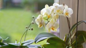 Орхидеите са едни от най красивите цветя които можем да