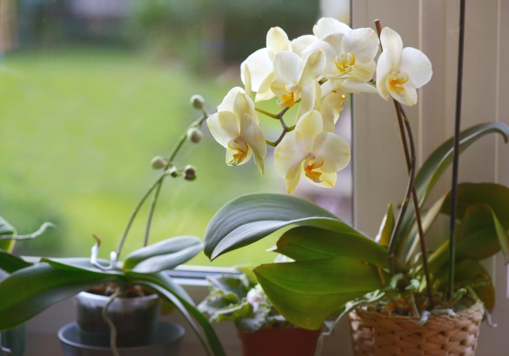 Орхидеите са едни от най-красивите цветя, които можем да отглеждаме