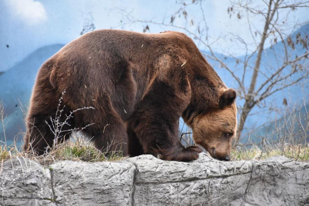 Снимка: Седем нападения от мечки в Смолянско са станали през март