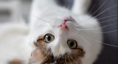 котка по гръб