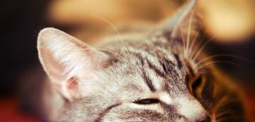 Защо котките спят с отворени очи?