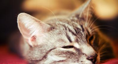 котка спи