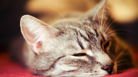 Защо котките спят с отворени очи?