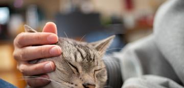 Котките утешават ли стопаните си, когато плачат?