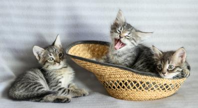 малки котенца