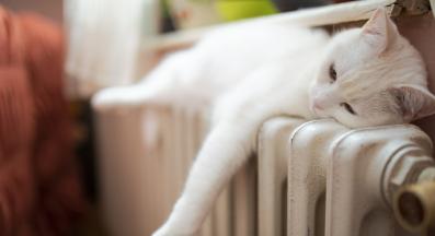 котка върху радиатор