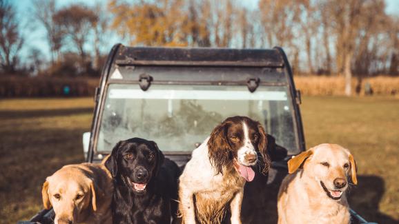 10 oт най-добрите породи кучета за лов