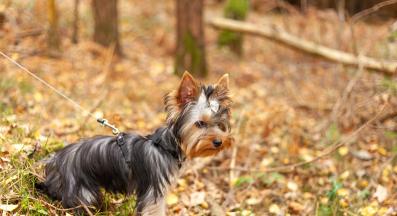 куче разходка