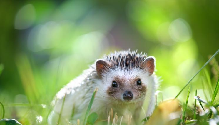 таралеж - ИЗНЕНАДА: Жена приюти бебе таралеж, но се оказа нещо друго! (ВИДЕО+СНИМКА)