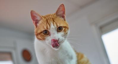 котка се мие