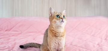 Възможно ли е котка да съжителства с чинчила