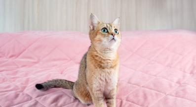 Възможно ли е котка да съжителства с чинчила