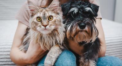 котка и куче