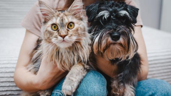 Могат ли котките и кучетата да общуват помежду си?