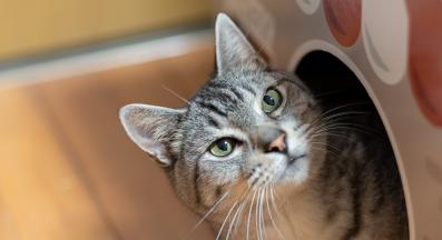 котка и котешка тоалетна