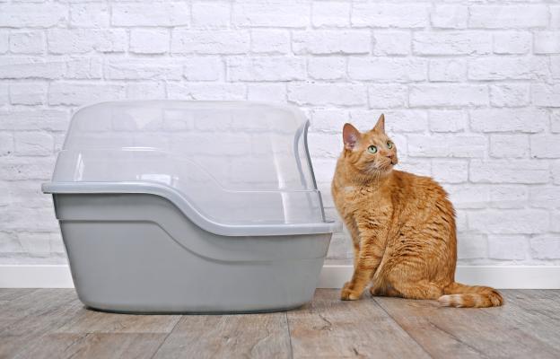 котка и котешка тоалетна