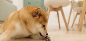 7 най-чисти породи кучета за собственици, които обичат реда