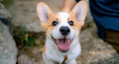 куче щастливо